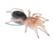 Grammostola pulchripes s/m (ex. G. aureostriata)