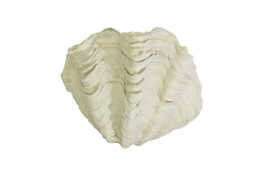 Tridacna-Muschel S