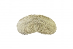 Herpolitha limax Koralle