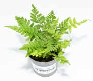Polystichum tsus-simense