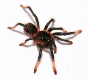 Megaphobema mesomelas s