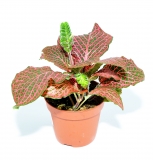 Fittonia verschaffeltii RED