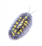 Armadillidium granulatum
