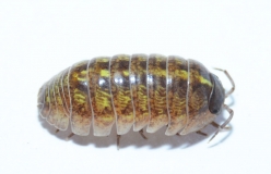 Armadillidium vulgare ORANGE SPAIN