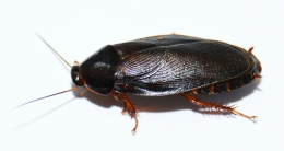 Pycnoscelus nigra