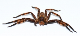 Heteropoda lunula MALAYSIA