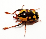 Cheirolasia burkei