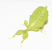 Phyllium philippinicum (PSG 278)