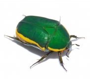 Pachnoda prasina Larven
