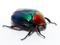 Cetonischema speciosa jousselini