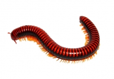 Aphistogoniulus cf. corallipes