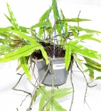 Microsorum diversifolium Mutterpflanze