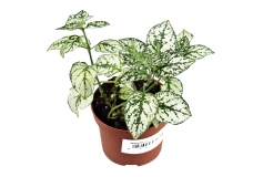 Hypoestes phyllostachya WHITE