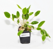Restrepia trichoglossa
