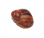 Archachatina marginata suturalis ALBINO m