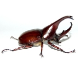 Xylotrupes gideon sumatrensis