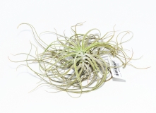 Tillandsia oaxacana