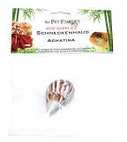 Schneckenhaus - Achatina