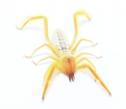 Paragaleodes spec. DESERT DUCKLING