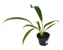 Anthurium bakerii