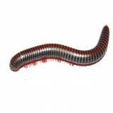 Tonkinbolus dollfusi