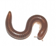 Spirostreptus spec. 1 TANSANIA