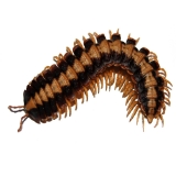 Coromus vittatus vittatus