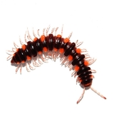Prepodesmus ornatus ornatus