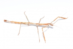 Carausius detractus