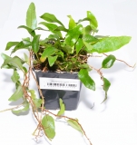 Microgramma reptans