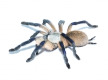 Monocentropus balfouri L