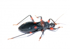 Platymeris rhadamanthus