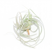 Tillandsia straminea
