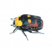 Pachnoda iskuulka
