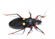 Platymeris guttatipennis