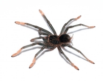 Theraphosa apophysis NZ m