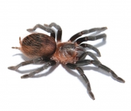 Brachypelma sabulosum m