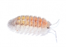 Armadillidium peraccae