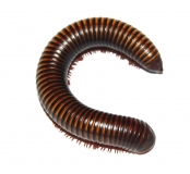 Pelmatojulus ligulatus