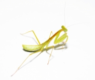 Sphodromantis aurea