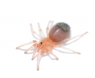 Aphonopelma spec. EL GRULLO, JALISCO s
