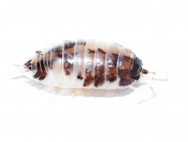 Porcellio laevis DAIRY COW