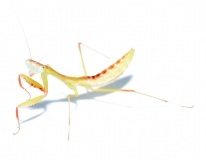 Hierodula spec. PAPUA