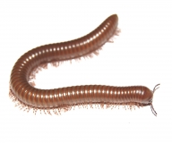 Telodeinopus aoutii