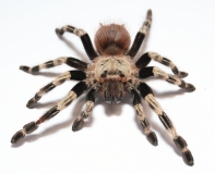 Nhandu chromatus ml
