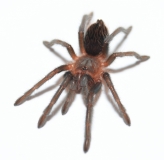 Brachypelma kahlenbergi ml