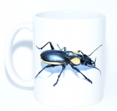 Kaffeebecher "Anthia thoracica"