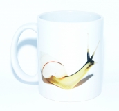Kaffeebecher "Edentulina martensi"