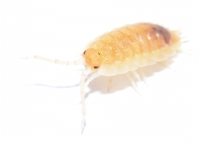 Porcellio scaber GHOST