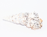 Schneckenhaus - Beach Cone